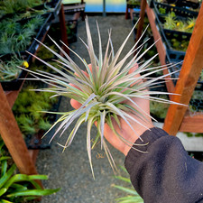 Stricta pink star for sale  Vacaville