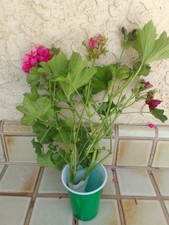 Geranium fresh cuttings for sale  Glendale