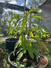 Avocado pflanze ettinger usato  Pontinia