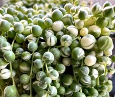 String pearls succulent for sale  PORTSMOUTH