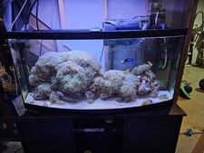 Gallon cycled saltwater for sale  Freehold