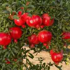 Large hardy pomegranate for sale  LIVERPOOL