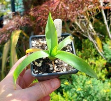 Agave obscura rare for sale  DARLINGTON