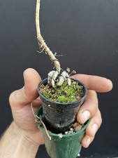 Japanese black pine for sale  Wallkill