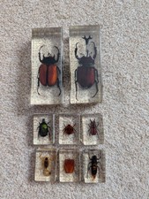 Taxidermy insects acrylic for sale  STAINES-UPON-THAMES
