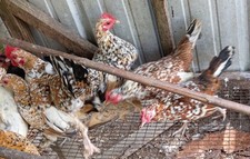 Mille fleur belgian for sale  Malcolm