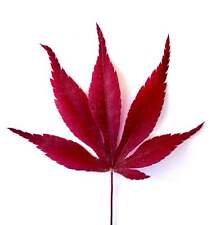 Acer palmatum bloodgood usato  Napoli
