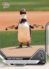 Pepe penguin 2025 for sale  Charleston