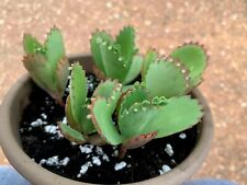 Mother thousands mexican for sale  Sarasota