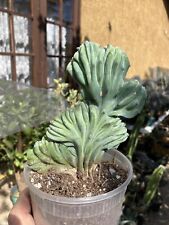 Myrtillocactus geometrizans cr for sale  Temecula