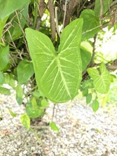 Arrowhead plant variety for sale  Opa Locka
