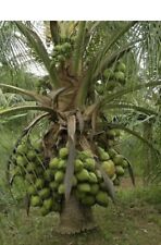 Unique coconut palm for sale  FELTHAM