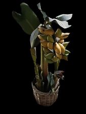 Pianta banano modello usato  Lucca