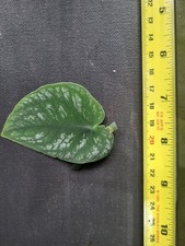 Monstera dubia cutting for sale  ISLEWORTH