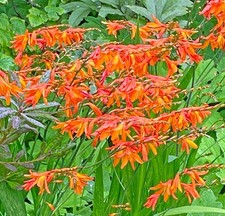 Crocosmia paniculata falling for sale  San Francisco