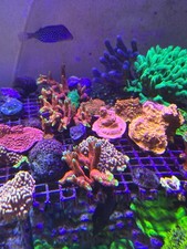 Marine saltwater fish for sale  ALDERSHOT