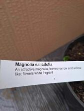 Magnolia salicifolia 1.5 for sale  TAUNTON