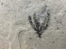 Permian walchia plant gebraucht kaufen  Saarbrücken