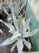 Agave americana semi for sale  EGHAM