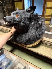 Fuchs kopfpräperat gothic gebraucht kaufen  Osterode