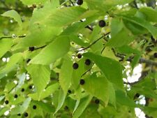 Hackberry bareroot tree for sale  Perkasie