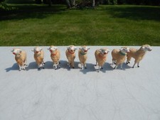 flock sheep for sale flock sheep for sale Morrisville