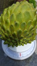 Australia organic cherimoya for sale  Garden Grove