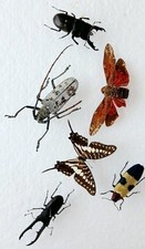 Beetle butterfly collection for sale  SLEAFORD