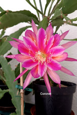 Epiphyllum blattkaktus coronet gebraucht kaufen  Bad Soden