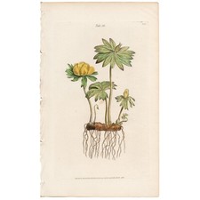 Chicago botanical magazine for sale  Chicago