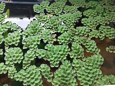 Salvinia cucullata piante usato  Cascia