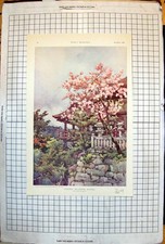 Old cherry blossom for sale  UK