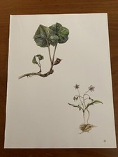 Vintage botanical print for sale  Silverton