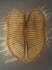 microscope prepared slides for sale microscope prepared slides for sale GREAT YARMOUTH