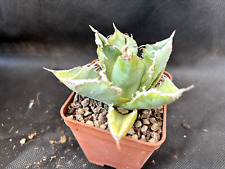 Agave titanota white usato  Massafra