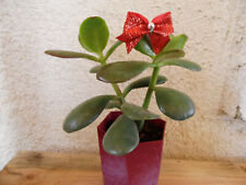 Crassula ovata jade for sale  Antioch