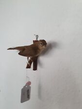 Vogelpräparat buchfink vermar gebraucht kaufen  Bochum