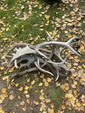 Geweihstangen abwurfstangen de gebraucht kaufen  Bergfelde