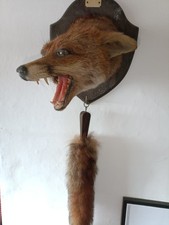 Taxidermy fox vulpes for sale  CANNOCK