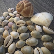 Beautiful mixed sea for sale  Van Buren