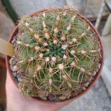 Gymnocalycium rauschii. pot usato  Civitanova Marche
