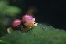 Magenta mystery snails for sale  Pasadena