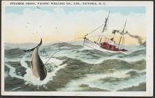 Cartão postal WHALING Steamer Orion, Pacific Whaling Co. comprar usado  Enviando para Brazil