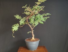 Pre bonsai glicine usato  San Pancrazio Salentino