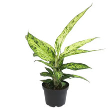 Starbright dieffenbachia live for sale  Denver