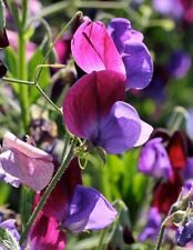 Seeds sweet pea for sale  READING