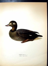 Estampa antiga original Oidemia Fusca pato de veludo comprar usado  Enviando para Brazil