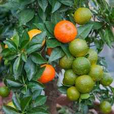 Chinotto arancia foglia usato  Trappeto