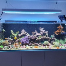 Meerwasser ati hybrid gebraucht kaufen  Reichelsheim (Odenwald)