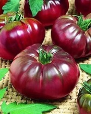 Tomatensamen russischen sorte gebraucht kaufen  Beilngries